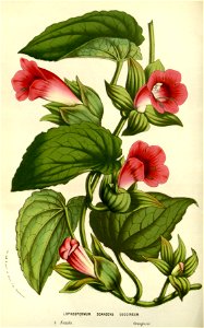 Flore des serres v14 205a