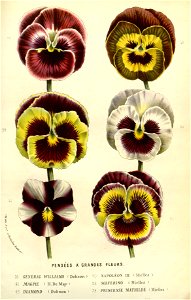 Flore des serres v14 277a