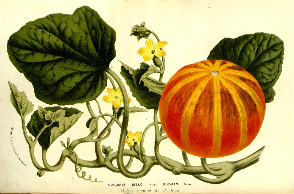 Flore des serres v14 217a