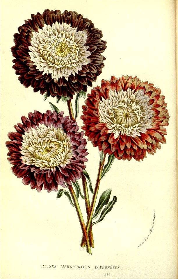 Flore des serres v15 009a