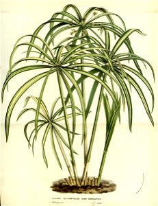 Flore des serres v14 233a