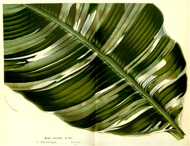 Flore des serres v15 027a