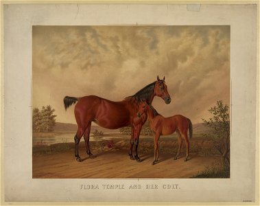 Flora Temple and her colt LCCN2003680693