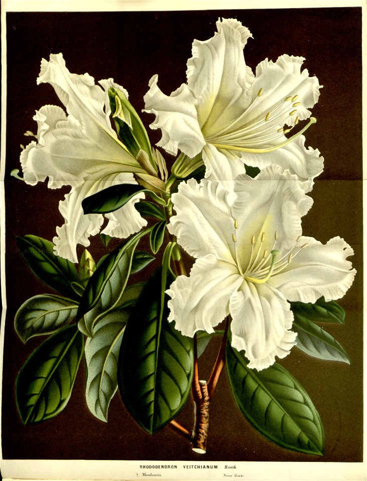 Flore des serres v15 041a