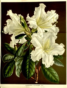Flore des serres v15 041a