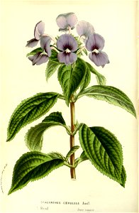 Flore des serres v15 053a