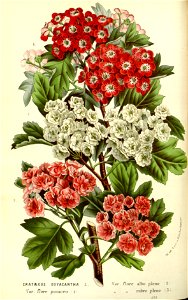 Flore des serres v15 021a