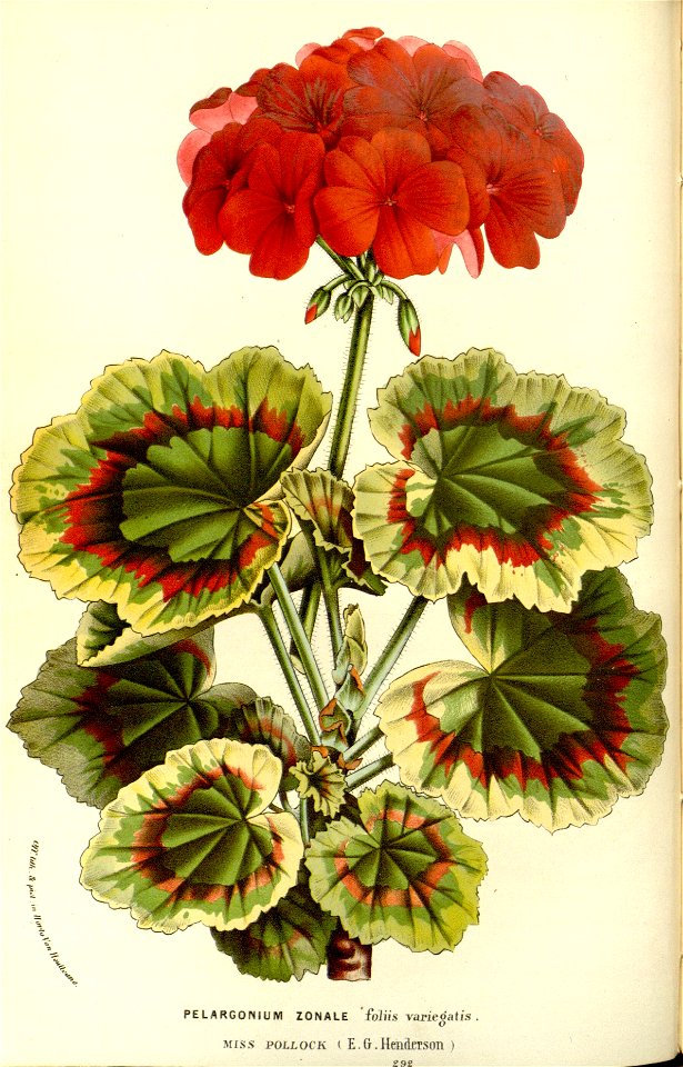 Flore des serres v15 085a