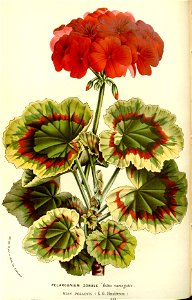 Flore des serres v15 085a