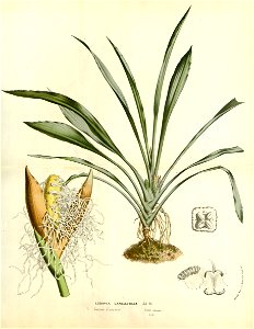 Flore des serres v15 033a