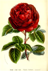 Flore des serres v15 093a