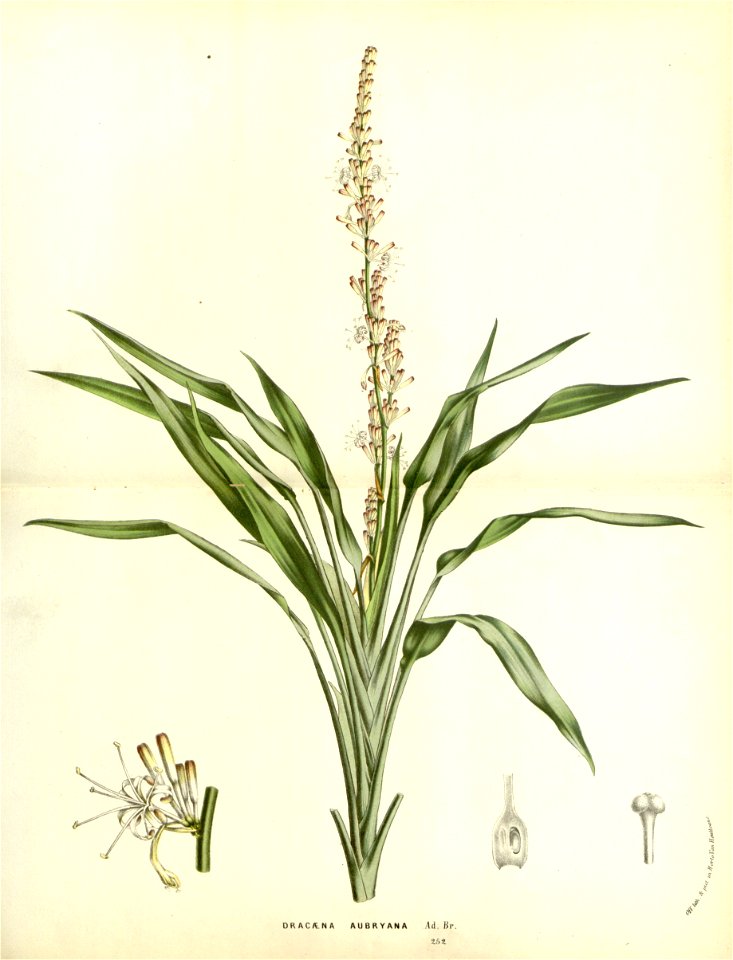 Flore des serres v15 047a
