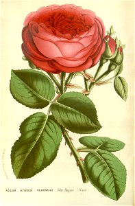 Flore des serres v15 101a