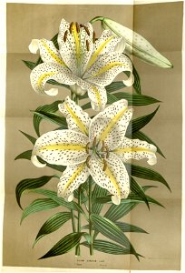 Flore des serres v15 057a
