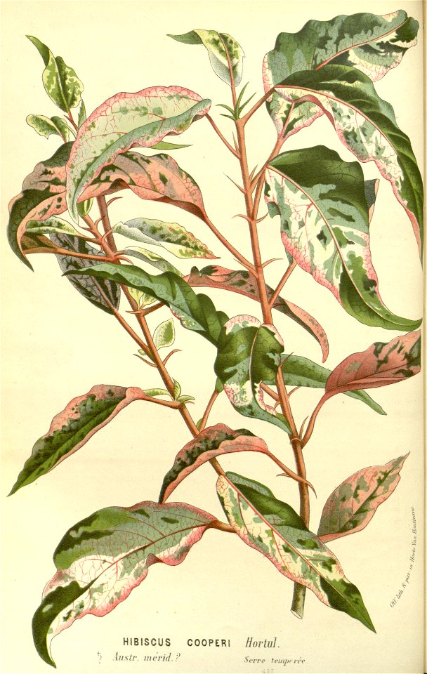Flore des serres v15 109a