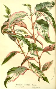 Flore des serres v15 109a