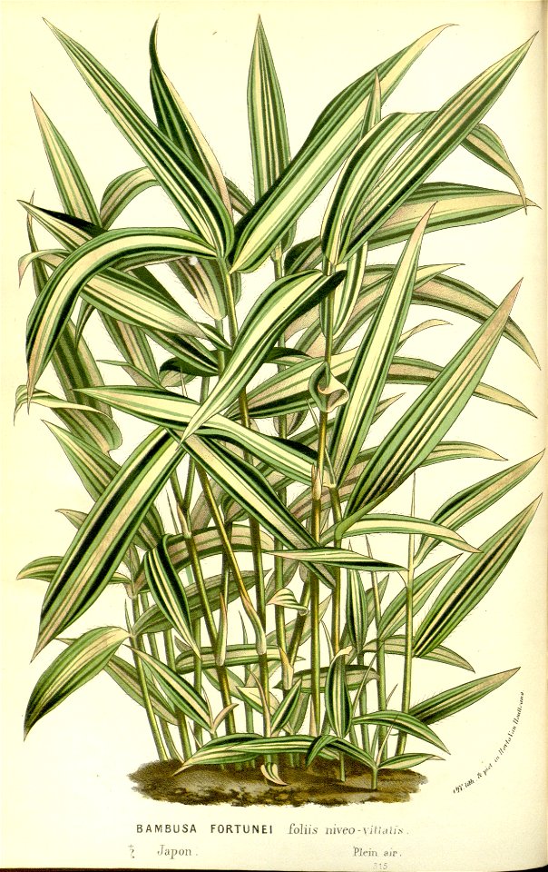 Flore des serres v15 069a