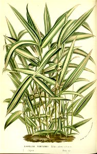 Flore des serres v15 069a