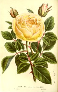 Flore des serres v15 117a
