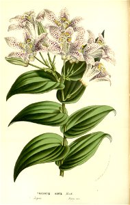 Flore des serres v15 079a
