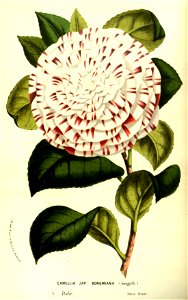 Flore des Serres v13 009a