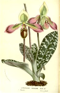 Flore des serres v15 125a