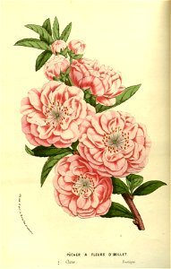 Flore des Serres v13 019a