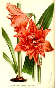 Flore des serres v15 089a