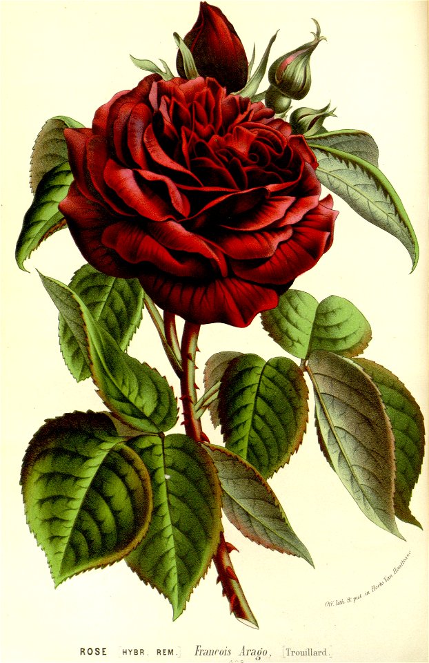Flore des serres v15 097a