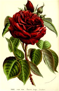 Flore des serres v15 097a