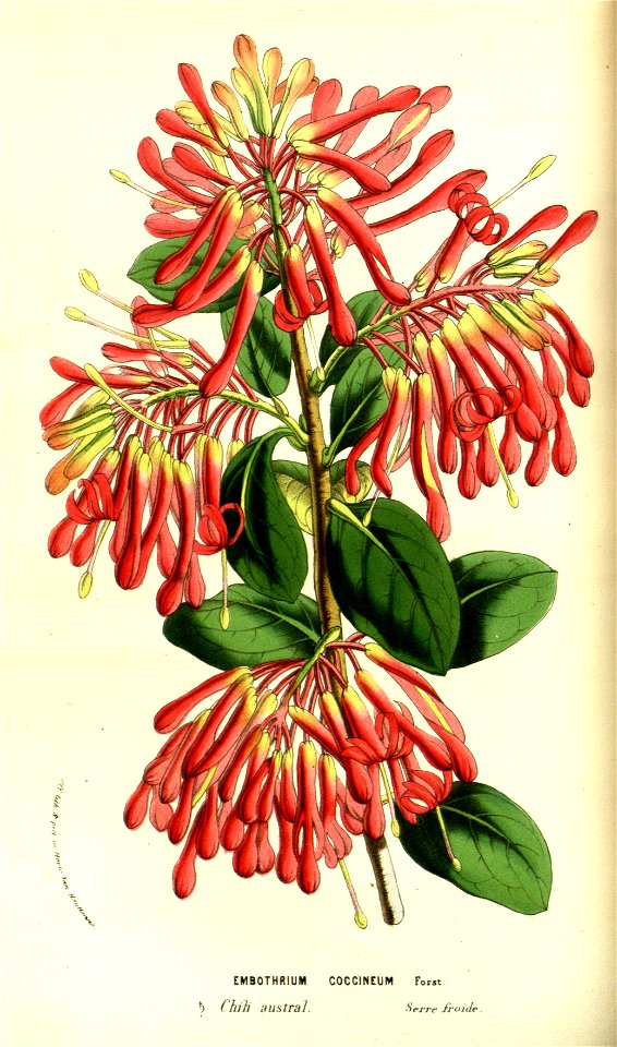 Flore des serres v13 037a