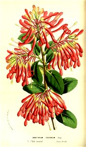 Flore des serres v13 037a
