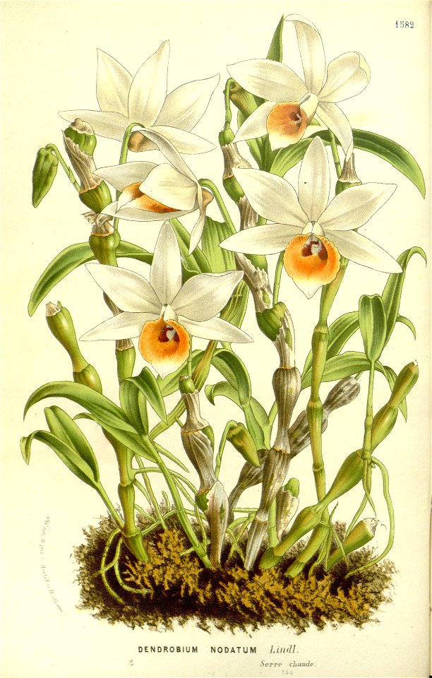 Flore des serres v15 155a