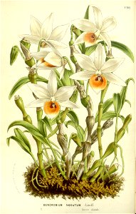 Flore des serres v15 155a