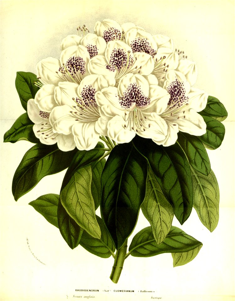 Flore des serres v13 045a