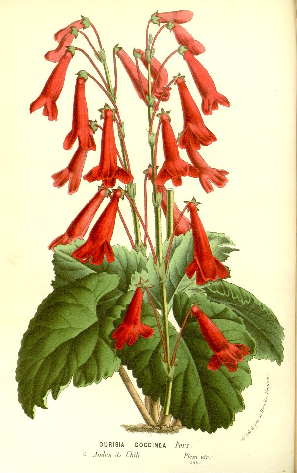 Flore des serres v15 113a