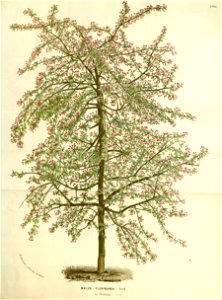 Flore des serres v15 163a