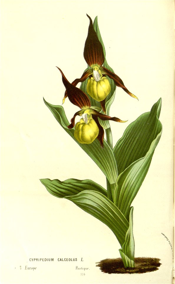 Flore des serres v15 121a