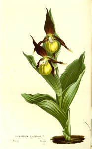 Flore des serres v15 121a