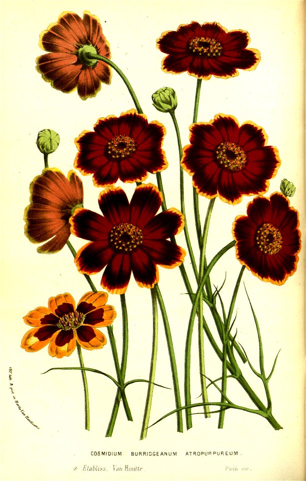 Flore des serres v13 055a