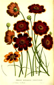 Flore des serres v13 055a