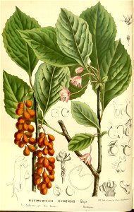 Flore des serres v15 173a