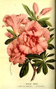 Flore des serres v13 063a