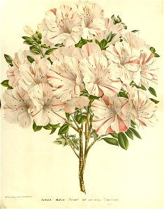 Flore des serres v15 129a
