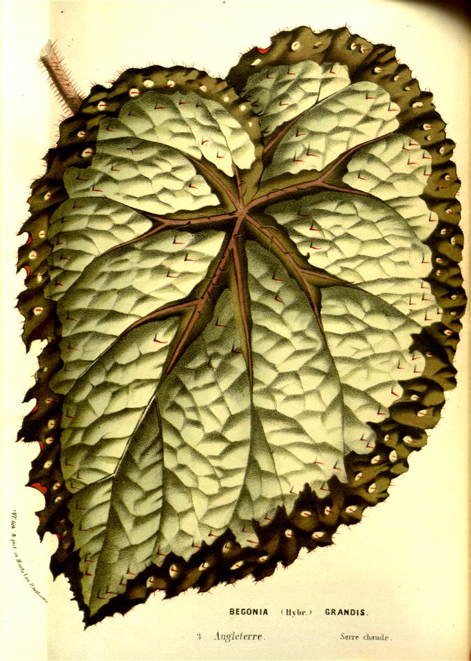 Flore des serres v13 071a