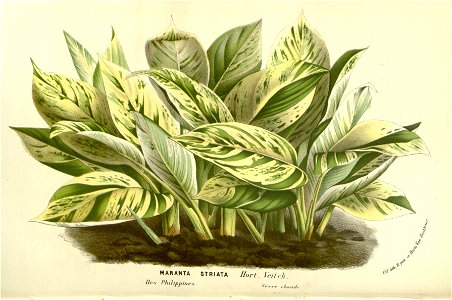 Flore des serres v15 139a
