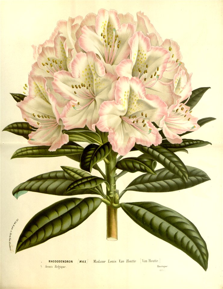 Flore des serres v15 199a