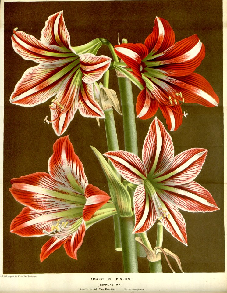 Flore des serres v16 009a