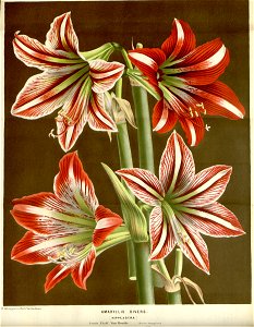 Flore des serres v16 009a