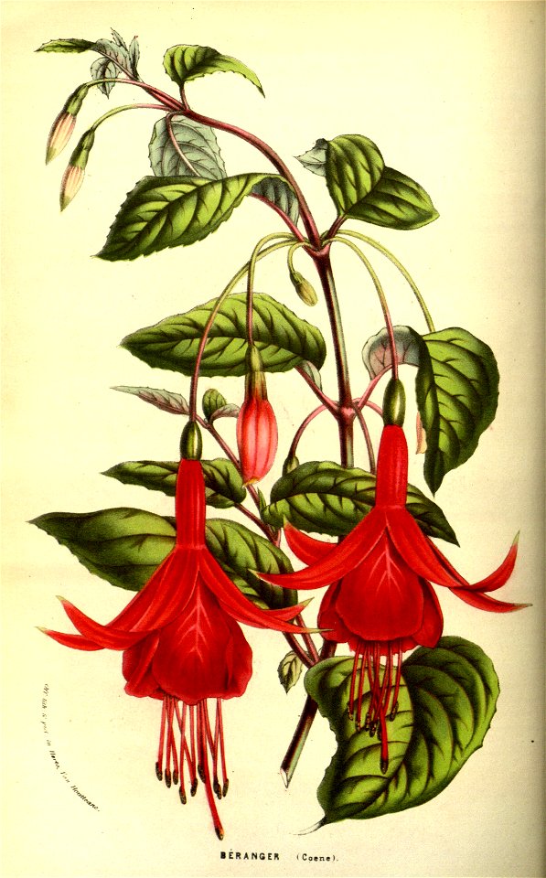 Flore des serres v13 087a